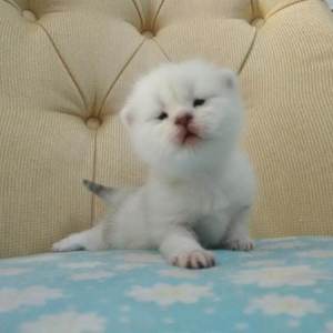 杨颖性交黄色换脸视频
